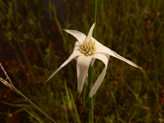 {Rhynchospora colorata}